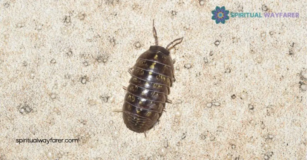 Unlock the Spiritual Meaning of Roly Poly Bugs: Embrace Resilience & Growth 1 Understanding Roly Poly Bugs