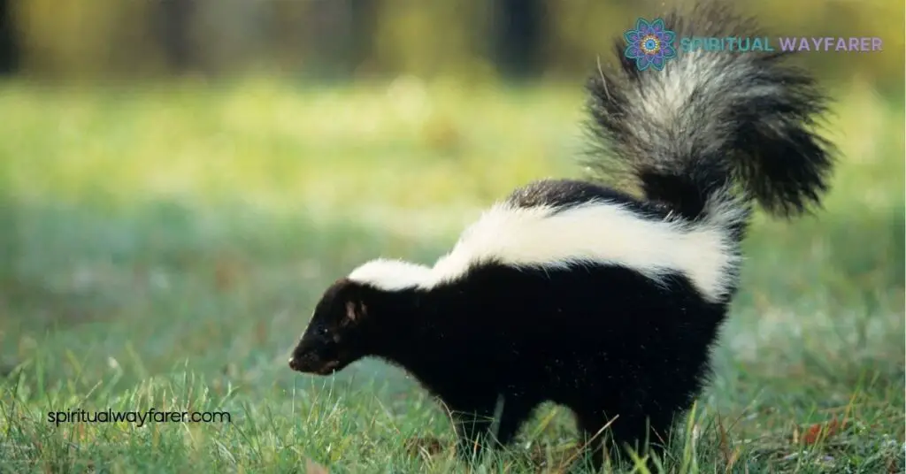 Unlocking Skunk Symbolism: Protection, Boundaries & Resilience Explained 1 Understanding Skunk Symbolism