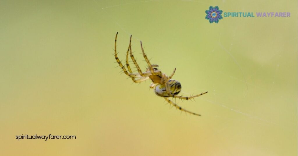The Spiritual Meaning of Spiders Crawling You 1 Understanding Spider Symbolism