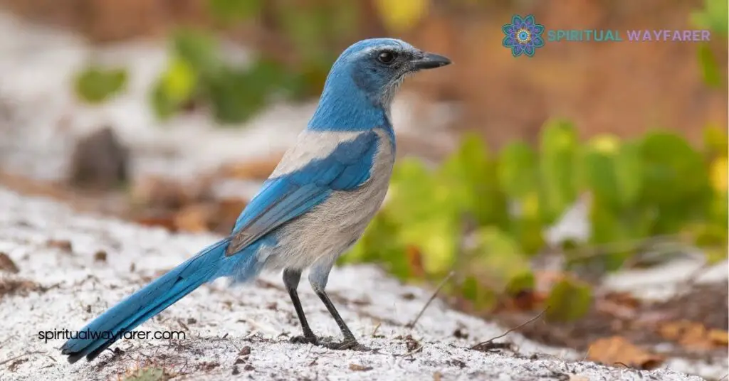 Unlock the Secrets of Scrub Jay Spiritual Meaning for Personal Transformation 1 Understanding The Scrub Jay