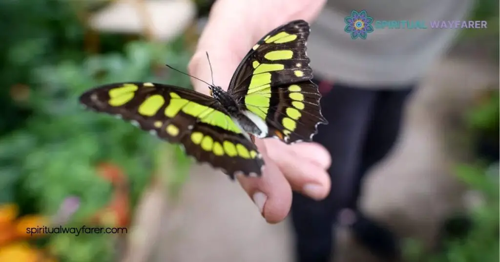 Discover the Butterfly Your House Spiritual Meaning: Transform Your Home’s Energy 2 Understanding The Spiritual Meaning Behind Butterflies