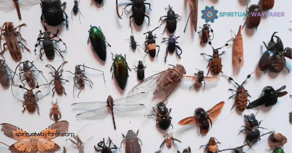 Spiritual Meaning of Insects in Your Home: Discover Their Hidden Messages 2 Understanding The Spiritual Meanings Of Specific Insects