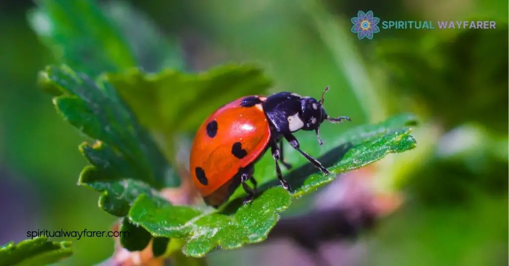Ladybugs: A Sign from Angels – Discover Their Spiritual Meaning 1 Understanding The Spiritual Significance Of Ladybugs