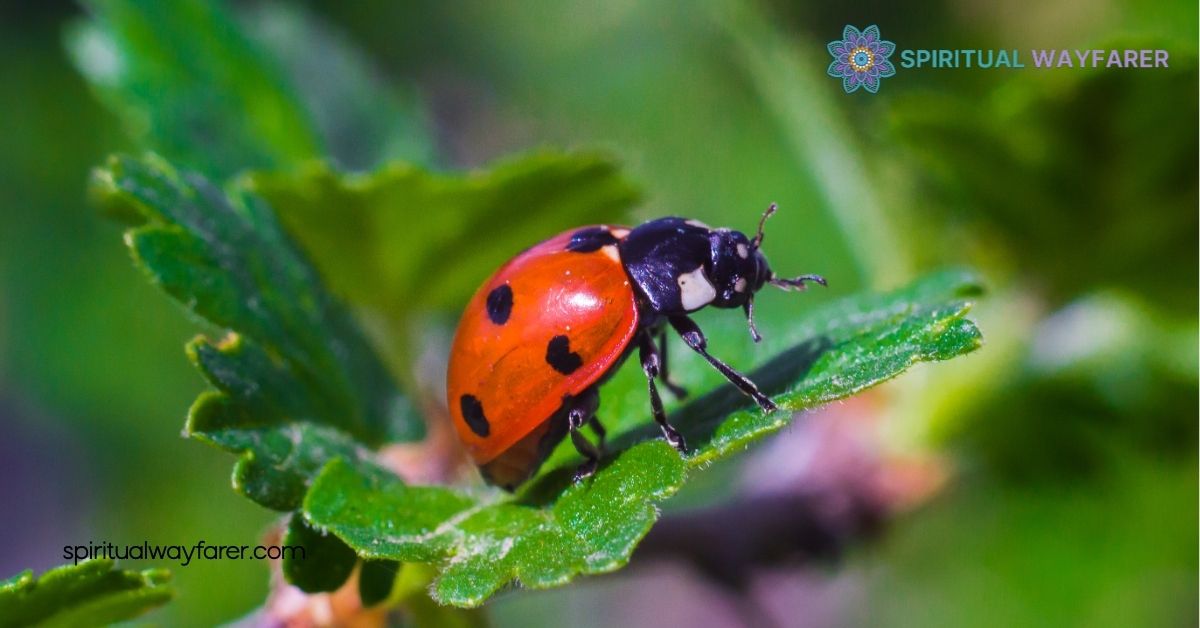 Ladybugs: A Sign from Angels – Discover Their Spiritual Meaning