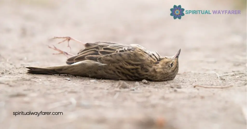 Found a Dead Bird? Discover Its Powerful Spiritual Meaning Now 1 Understanding The Symbolism Of Dead Birds