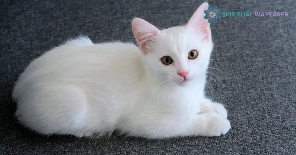 White Cat Spiritual Meaning: Unlocking Symbols of Purity and Protection 1 Understanding The Symbolism Of White Cats