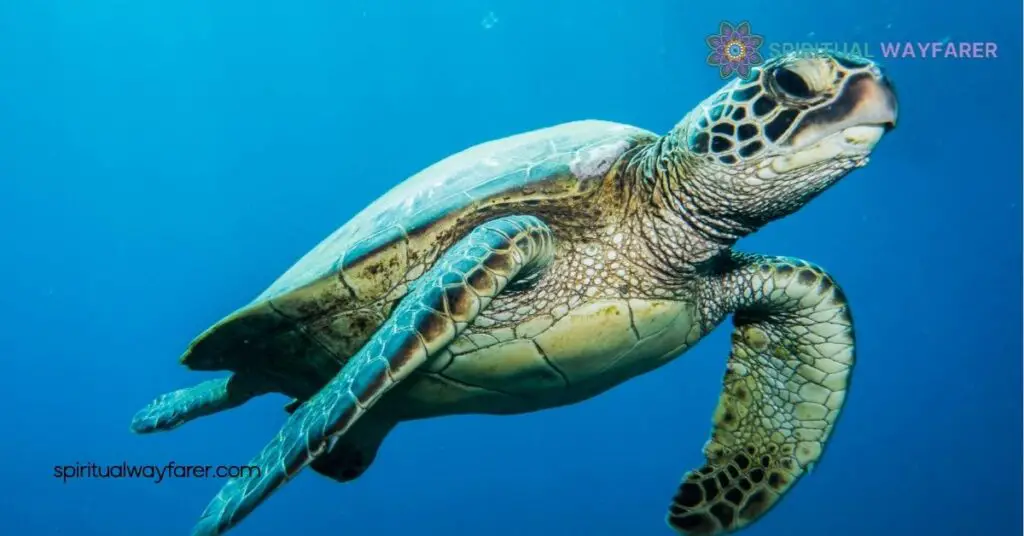 Unlock the Mysteries of Turtle Symbolism: Wisdom, Longevity & More 1 Understanding Turtle Symbolism