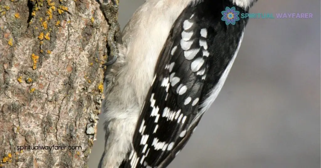 Unlock the Secrets of Woodpecker Feather Symbolism: Meaning & Benefits 1 Understanding Woodpecker Feather Symbolism