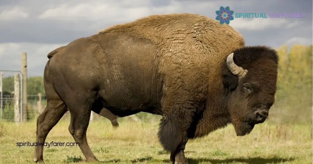 Harness the Power of the Bison Spirit Animal: Strength, Resilience & Growth 1 Understanding the Bison Spirit Animal