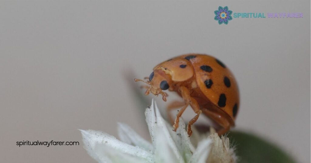 Unlocking Brown Ladybug Spiritual Meaning and Symbolism: Discover Hidden Strengths 1 Understanding the Brown Ladybug