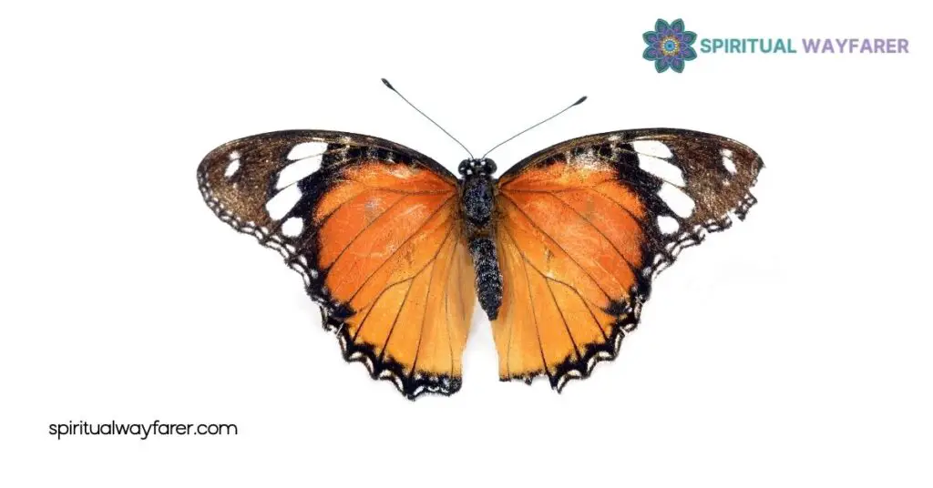 Unlock the Secrets: Orange Black Butterfly Spiritual Meaning Revealed 2 Understanding the Colors Orange and Black