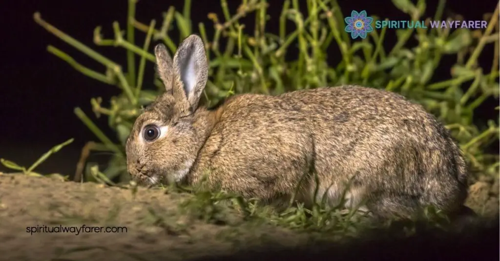 Seeing a Rabbit at Night? Uncover Its Spiritual Meaning 1 Understanding the Spiritual Meaning of Seeing a Rabbit at Night