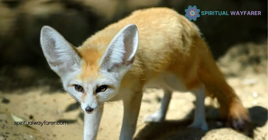 Seeing a Fox at Night Meaning: Unlock the Hidden Symbolism Behind Your Encounter 1 Understanding the Symbolism of Foxes