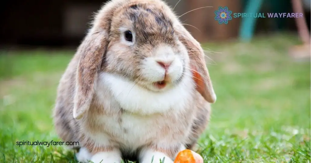 Dead Rabbit Spiritual Meaning: Unlocking Messages of Change and Renewal 1 Understanding the Symbolism of Rabbits in Spirituality