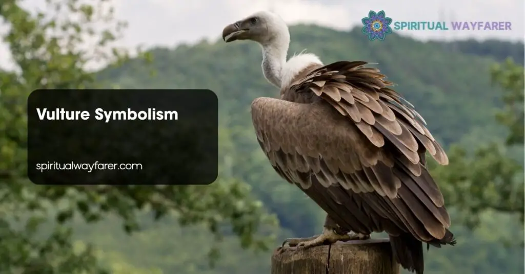 Vulture Symbolism