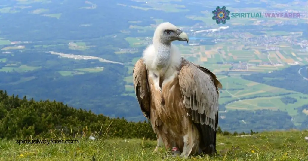 Understanding Vulture Symbolism: Cultural, Historical & Psychological Insights 3 Vulture Symbolism in Literature and Art