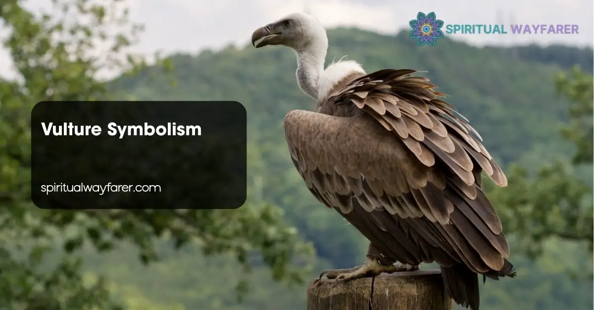 Vulture Symbolism