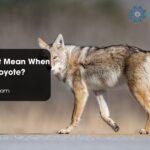 What Does It Mean When You See a Coyote