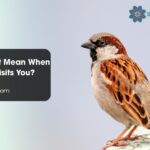 What Does It Mean When a Sparrow Visits You