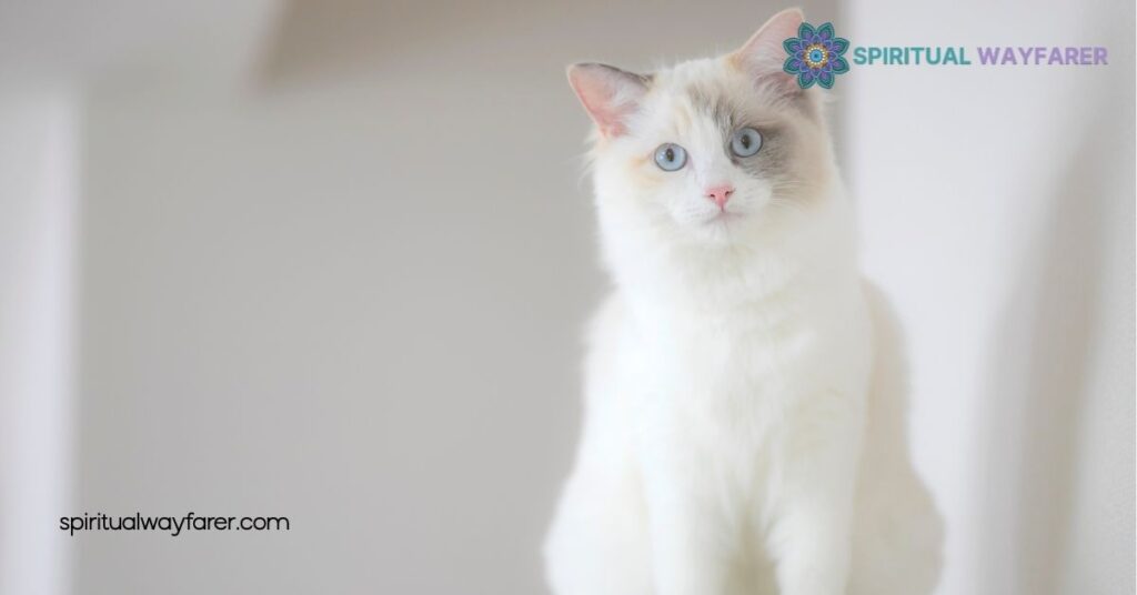 White Cat Spiritual Meaning: Unlocking Symbols of Purity and Protection 3 White Cats In Different Cultures