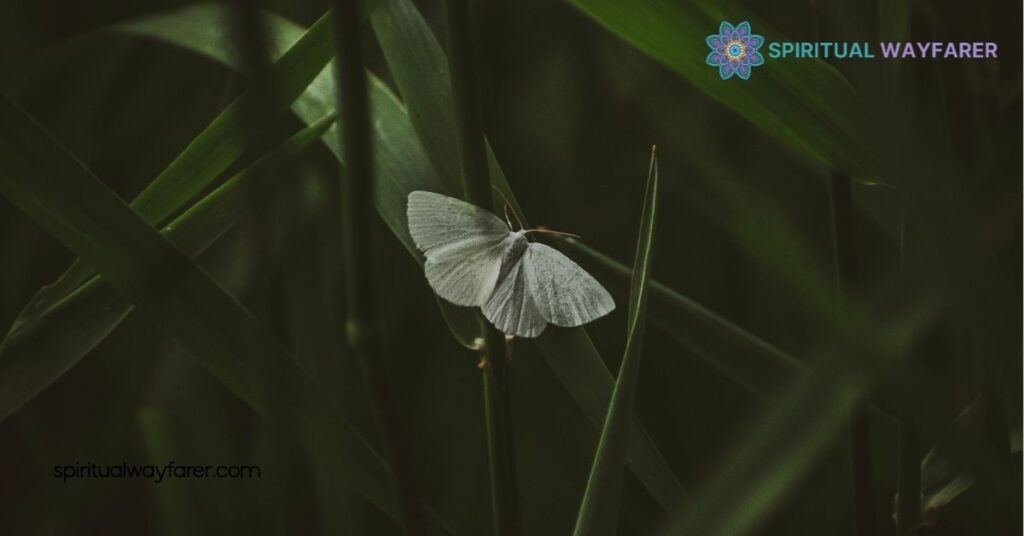 Uncovering the Symbolism of White Moths: Culture, Transformation & Spirituality 3 White Moth In Literature And Art