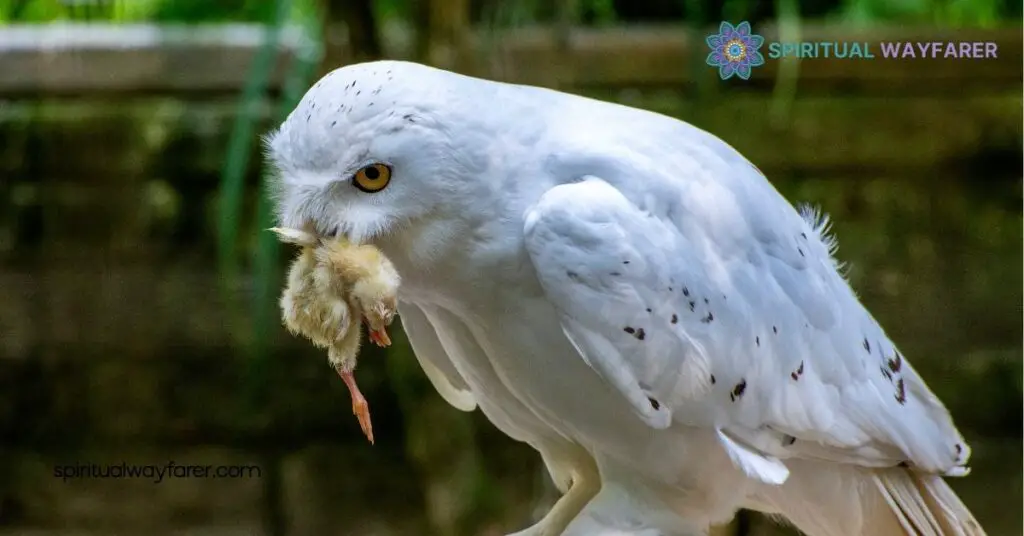 Unlock the Mystical Symbolism and Spiritual Meaning of White Owls 4 White Owls as Spiritual Guides