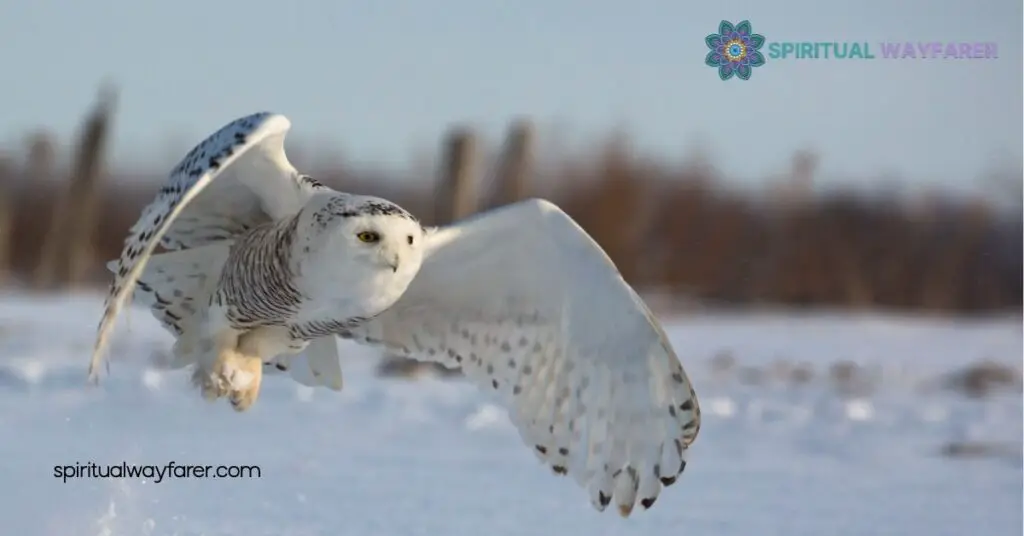 Unlock the Mystical Symbolism and Spiritual Meaning of White Owls 1 White Owls in Spiritual Symbolism