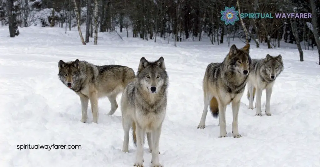 Unlocking Wolf Symbolism: Discover Strength, Loyalty & Cultural Myths 4 Wolf Symbolism in Modern Society