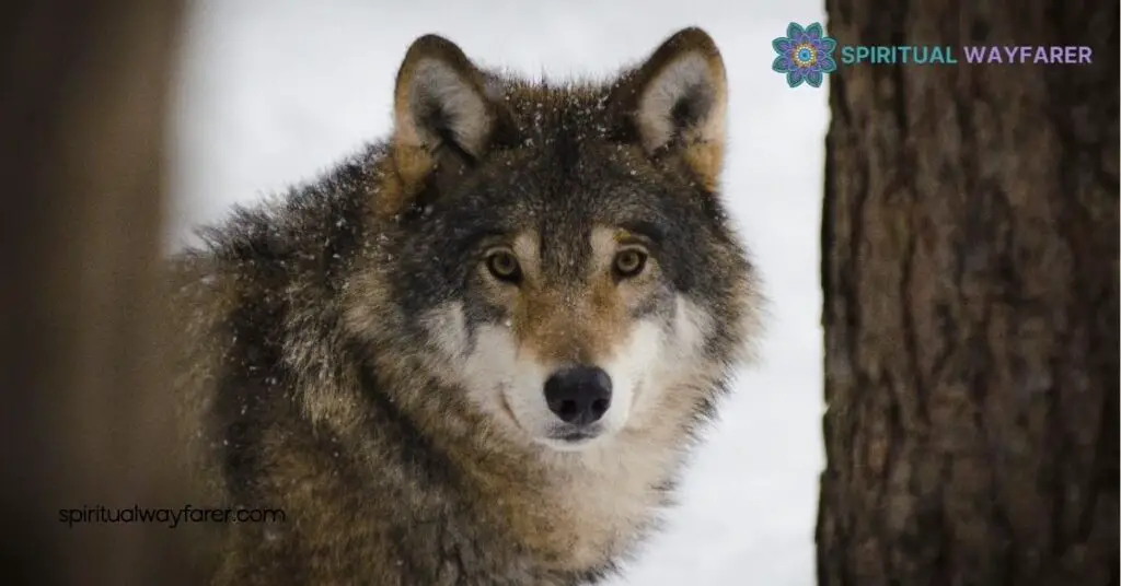 Unlocking Wolf Symbolism: Discover Strength, Loyalty & Cultural Myths 2 Wolf Symbolism in Various Cultures
