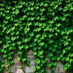 yK 9WQsX5eH62JUrZ4Nmp