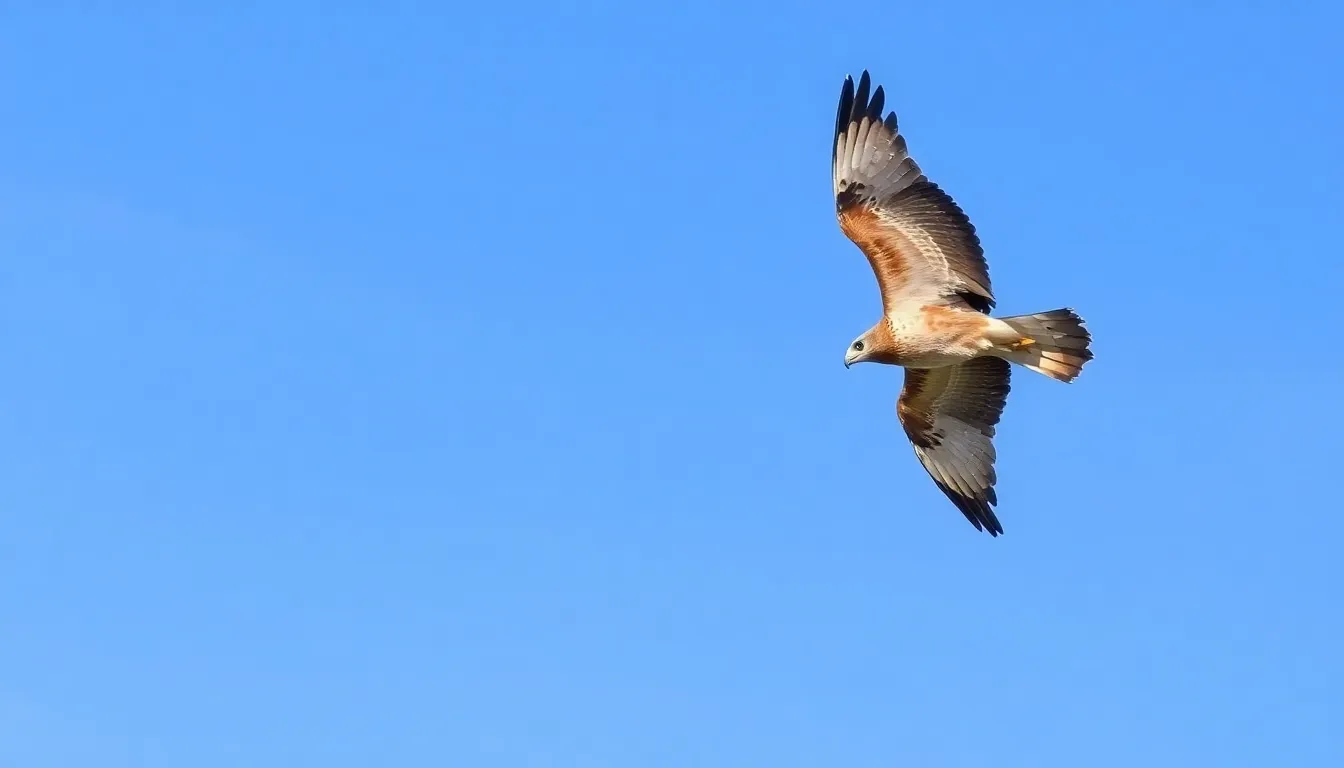 Why Do Birds Fly in Circles? 7 Fascinating Reasons Behind This Behavior 4 Why Do Birds Fly in Circles? 7 Fascinating Reasons Behind This Behavior 3