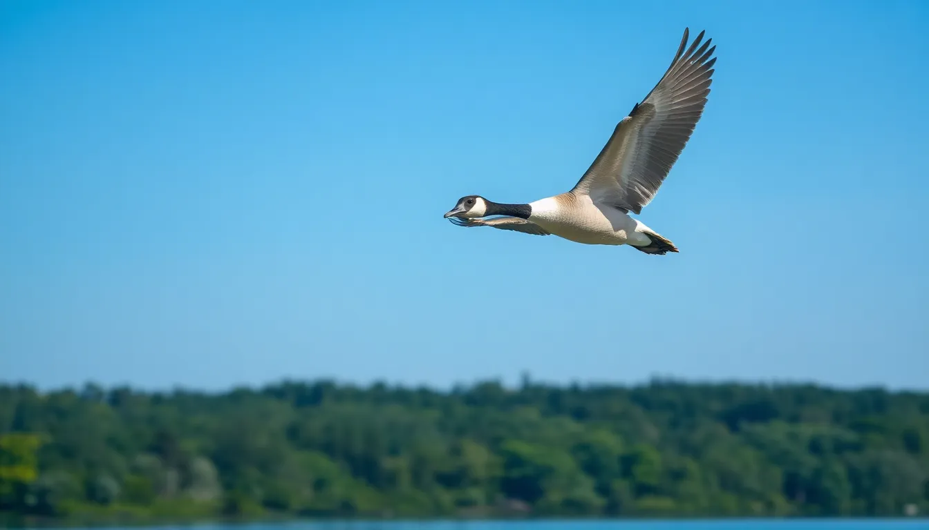 Lone Goose Spiritual Meaning: 7 Powerful Messages From This Sacred Encounter 6 Lone Goose Spiritual Meaning: 7 Powerful Messages From This Sacred Encounter 5