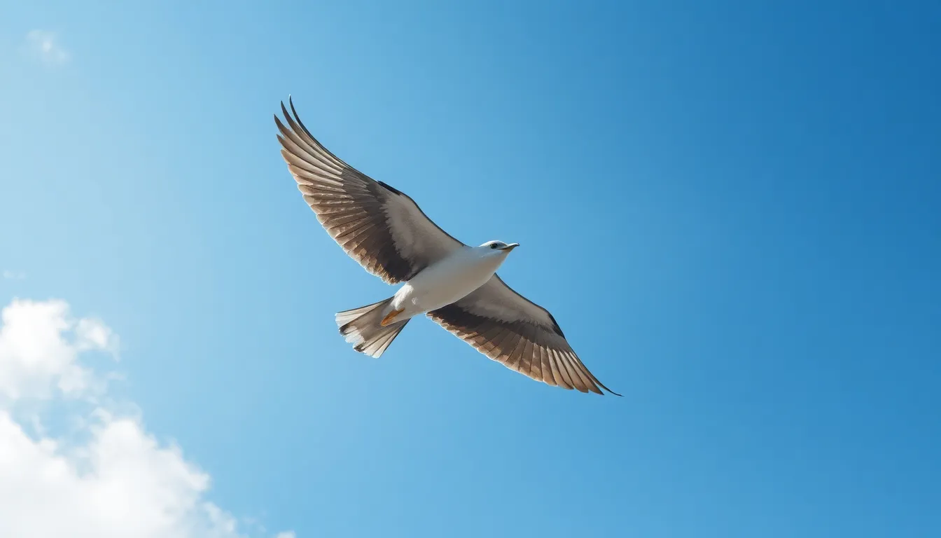 Spiritual Meaning of Swift Bird: Divine Messages & Sacred Symbolism Revealed 6 Spiritual Meaning of Swift Bird: Divine Messages & Sacred Symbolism Revealed 5
