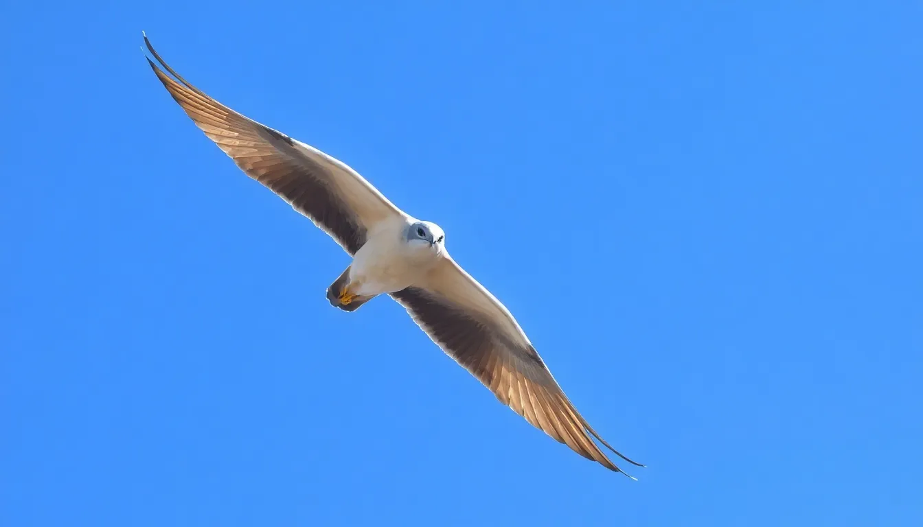 Spiritual Meaning of Swift Bird: Divine Messages & Sacred Symbolism Revealed 8 Spiritual Meaning of Swift Bird: Divine Messages & Sacred Symbolism Revealed 7