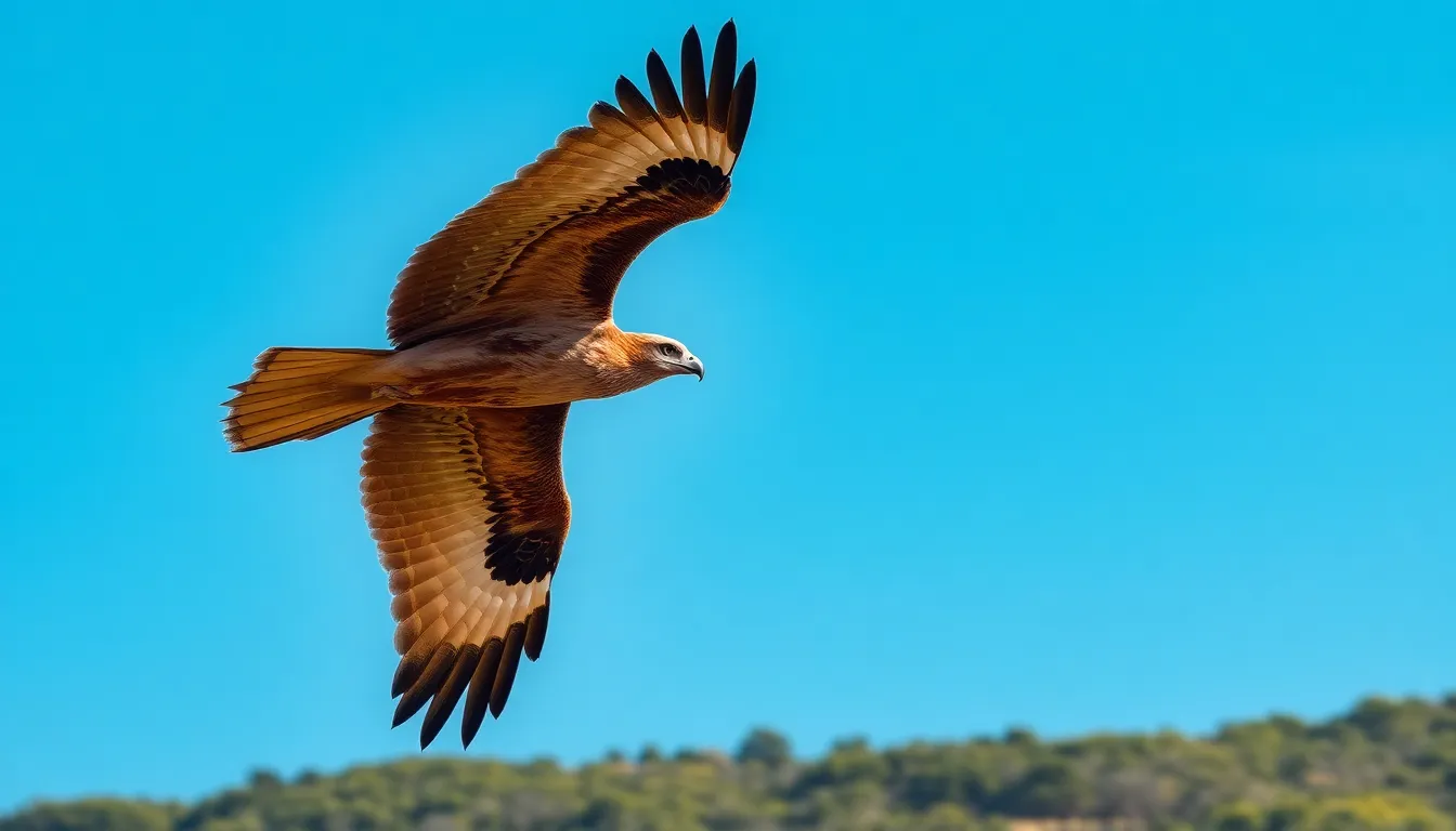 Common Buzzard Spiritual Meaning: Symbolism and Totem Guide for Transformation 10 Common Buzzard Spiritual Meaning: Symbolism and Totem Guide for Transformation 9